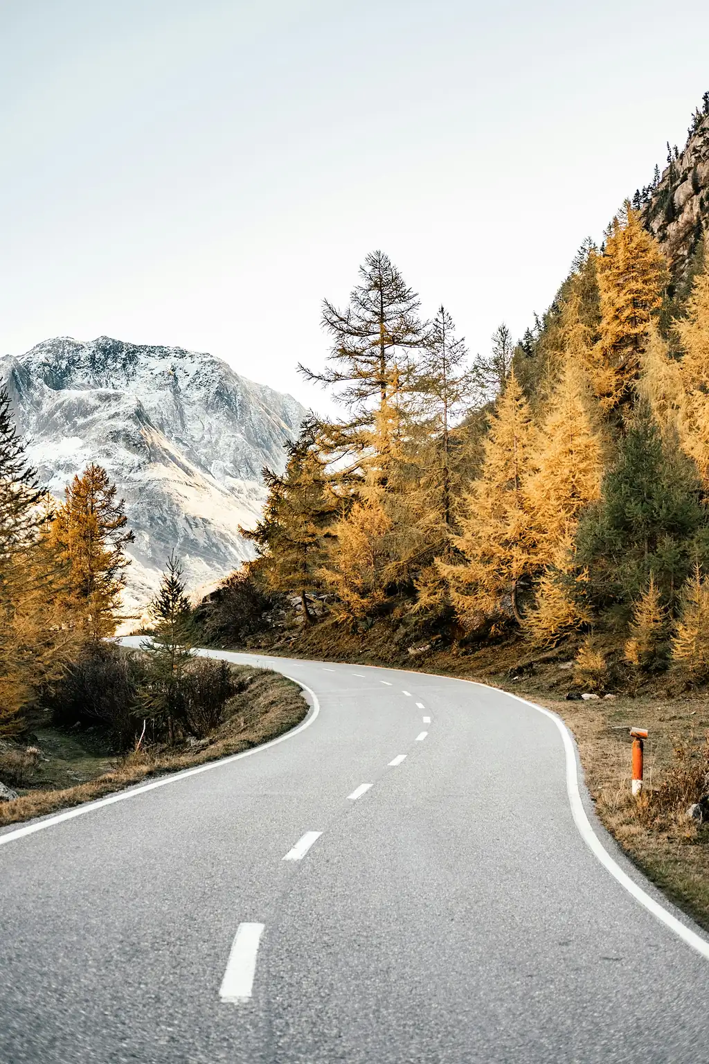 An empty mountain road curving between golden larches below a snow-dusted peak.