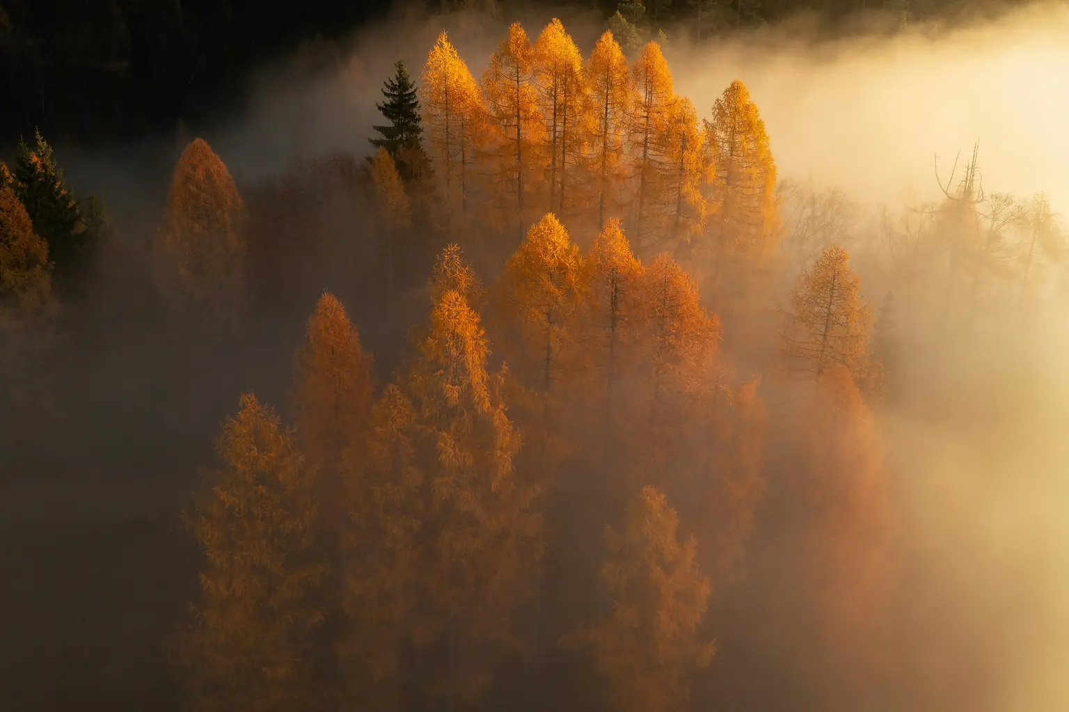 Golden larches rising out of thick morning fog on a forested slope.