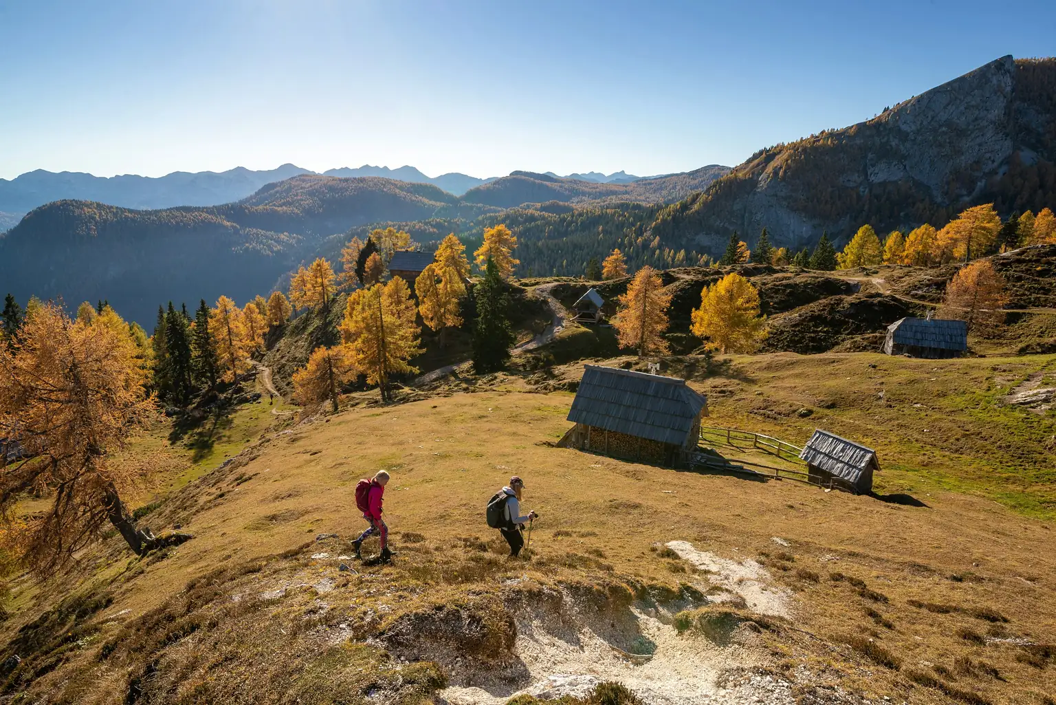 Two walkers with poles cross a high autumn meadow towards a group of timber huts, golden larches and a rocky ridge behind them under a clear blue sky.