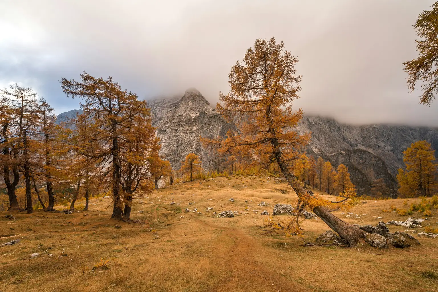 Golden larches on an autumn meadow, one leaning low over the path, a rocky mountain half hidden in cloud behind.